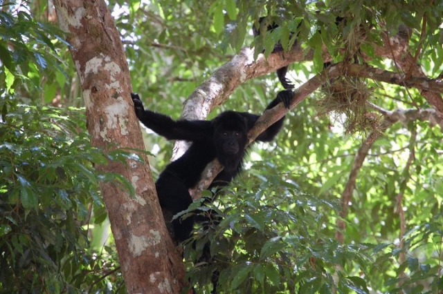  蒂卡尔 危地马拉 